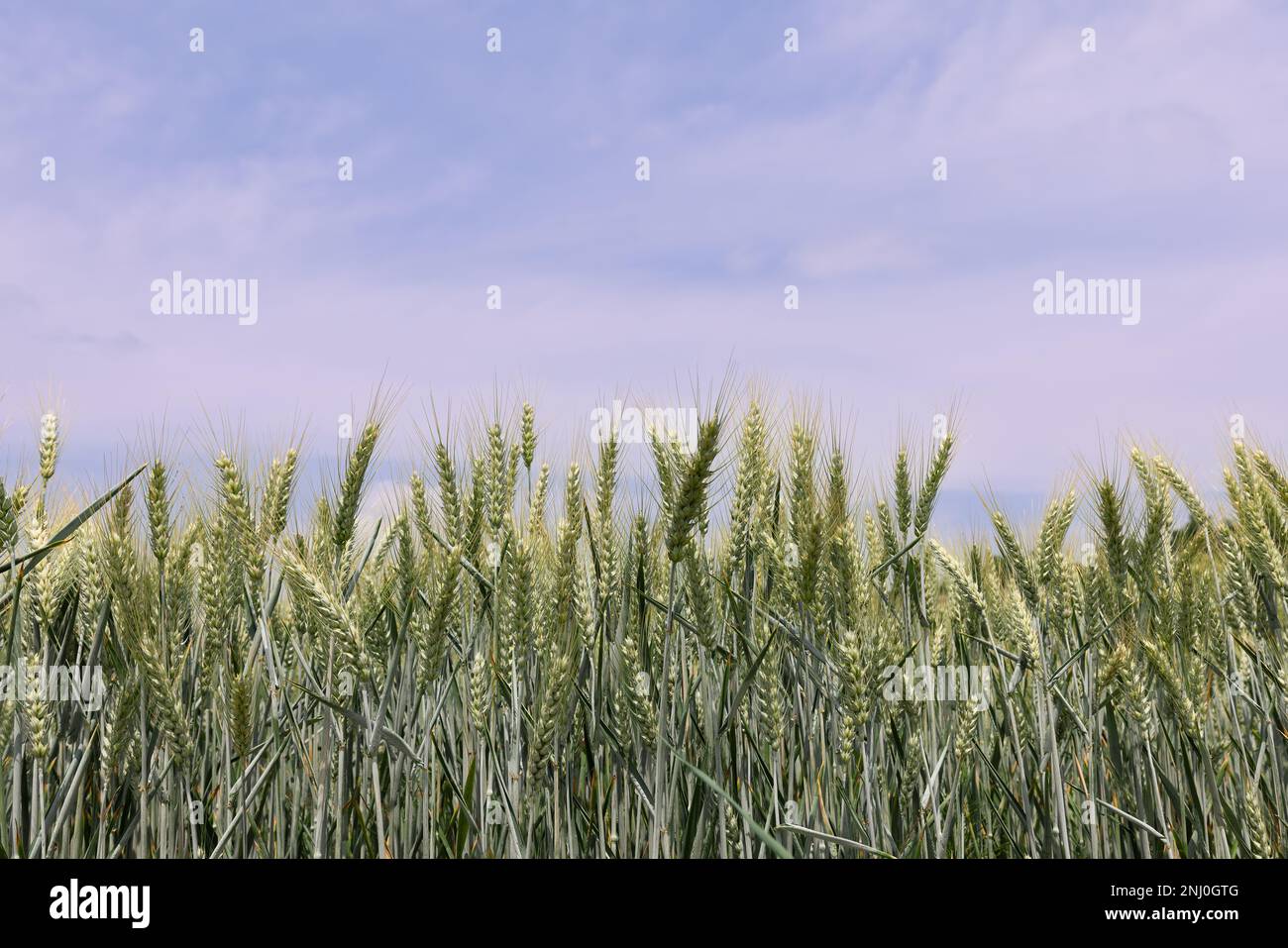 Grüne Stacheln reifenden Weizens gegen den blauen Himmel in Norditalien Stockfoto