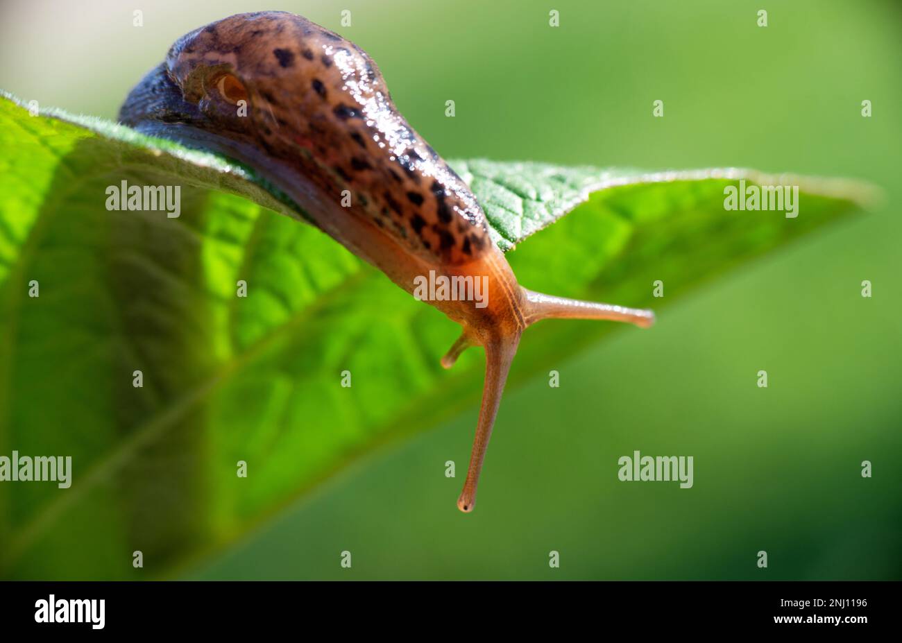 Schnecke ohne Schale. Leopardenschnecke LiMax maximus, Familie Limacidae, kriecht auf grünen Blättern. Frühling, Ukraine, Mai. Hochwertige Fotos Stockfoto