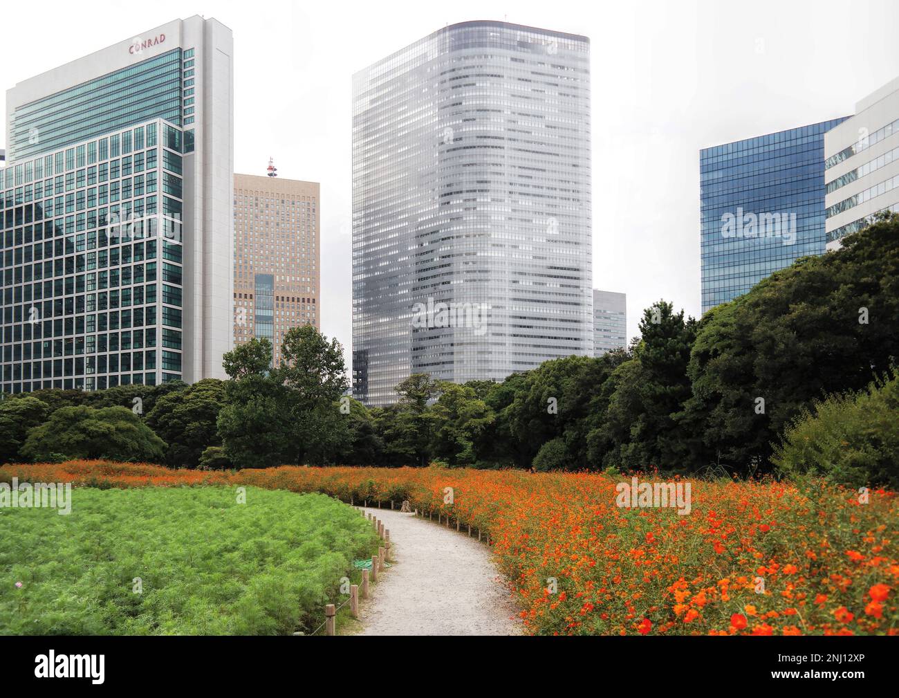 Tokio, Japan - September 2017: Moderne Wolkenkratzer, Architektur und orangefarbene schwefelhaltige Kosmos-Blumen in den Hamarikyu-Gärten Stockfoto