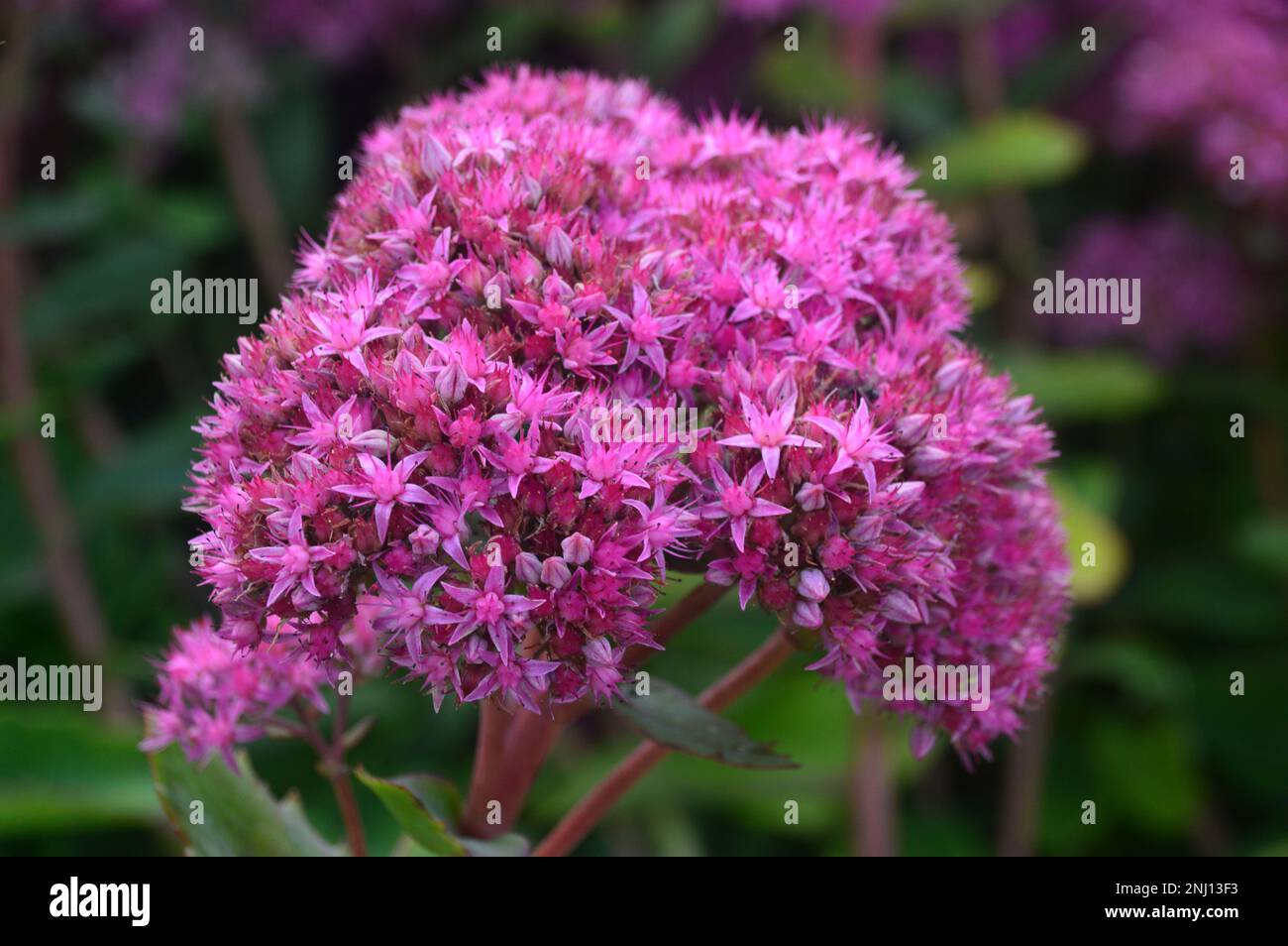 Single Purple Sedum „Hylotelephium“ (Carl) „Stonecrop“ Flower Grown at RHS Garden Harlow Carr, Harrogate, Yorkshire, England, UK. Stockfoto