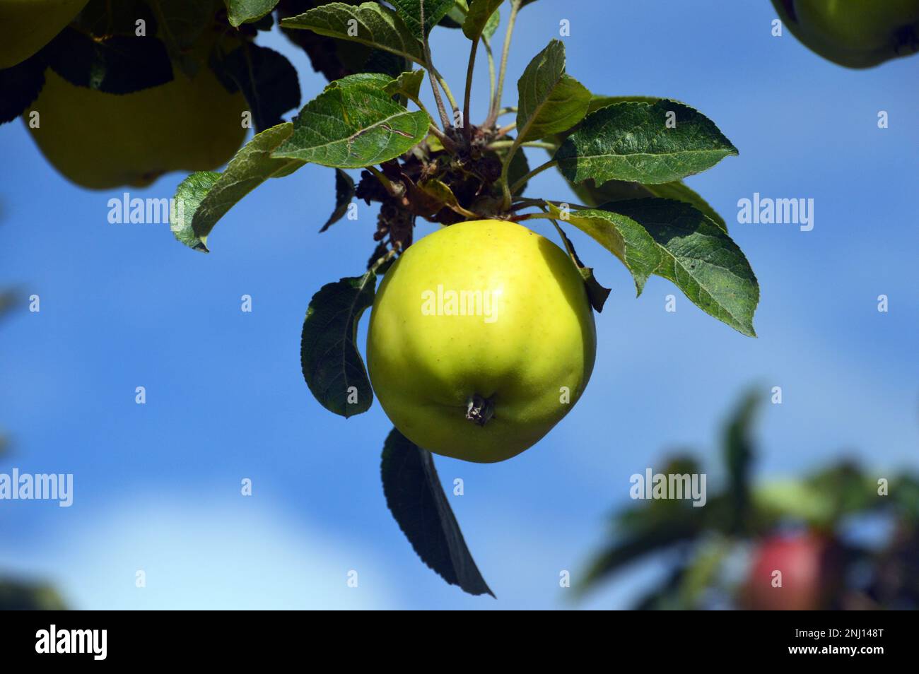 Single Pale Green „Keswick Codlin“ Cooking Apple („Malus Domestica“), der im Obstgarten bei RHS Garden Harlow Carr, Harrogate, Yorkshire, England, Großbritannien angebaut wird. Stockfoto