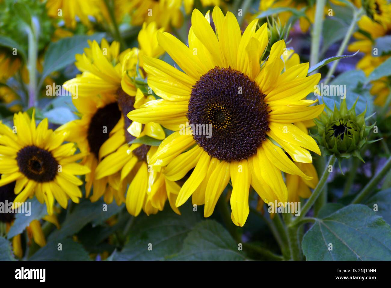 Gelbe Sonnenblumen (Helianthus Annuus) „Waooh!“ Blumenköpfe wachsen im Gemüsegarten bei RHS Garden Harlow Carr, Harrogate, Yorkshire, Großbritannien. Stockfoto