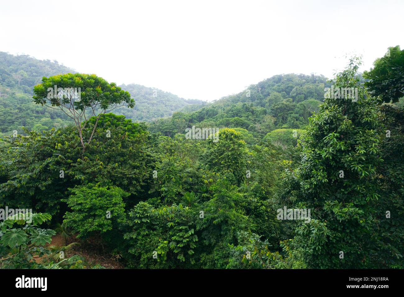 Luftaufnahme des Dschungels. Regenwaldökosystem und gesunde Umwelt. Stockfoto