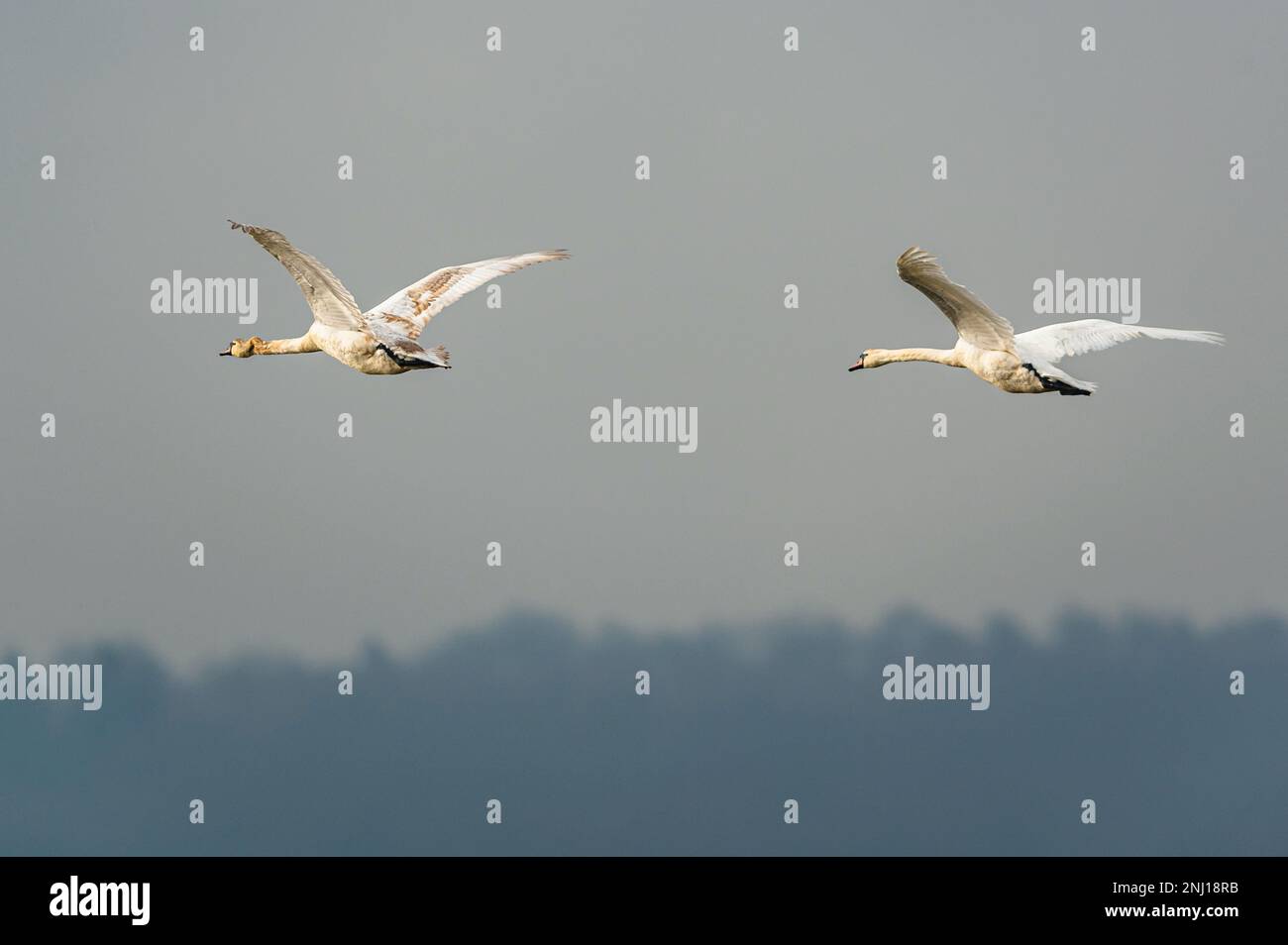 Stummer Schwan, Cygnus olor im Flug über Sümpfe Stockfoto