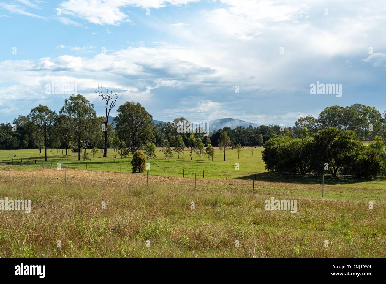 Ländliche Landschaft mit Gras, Kaddocks, Bäumen und bewölktem Himmel Stockfoto