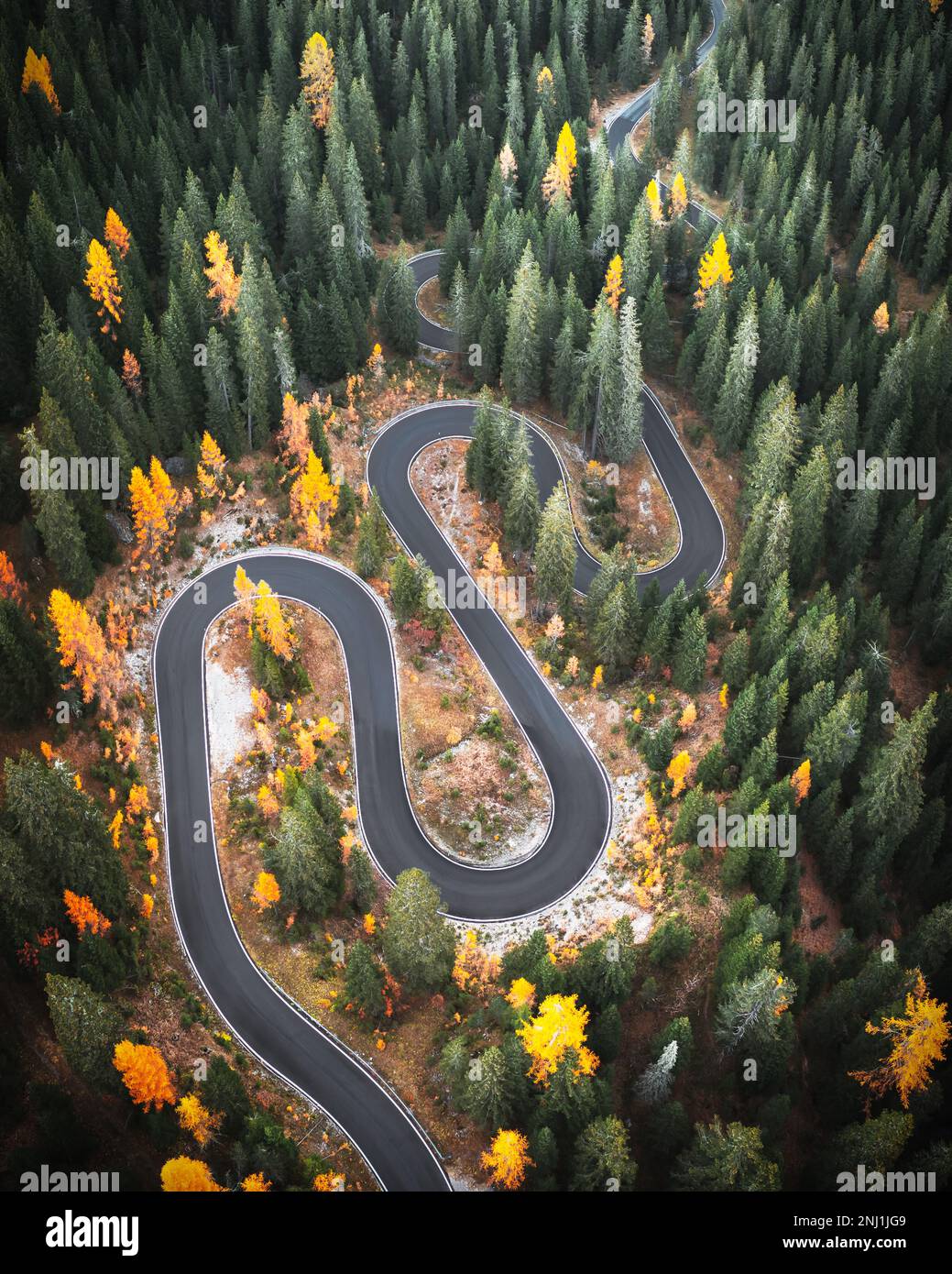 Top Luftaufnahme der berühmten Snake Road in der Nähe von Passo Giau in den Dolomiten. Verwinkelte Bergstraße in üppigem Wald mit Orangenlärchen und grüner Fichte im Herbst. Dolomiten, Italien Stockfoto