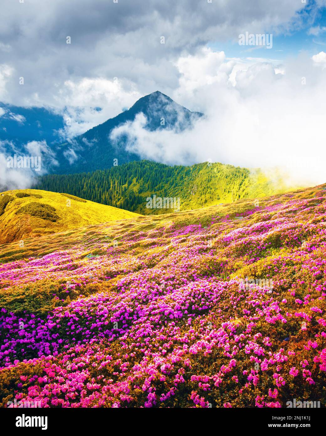 Sommer Landschaft mit rosa blühenden Blumen in den Bergen glade. Schönheit in der Natur Welt Hintergrund Stockfoto