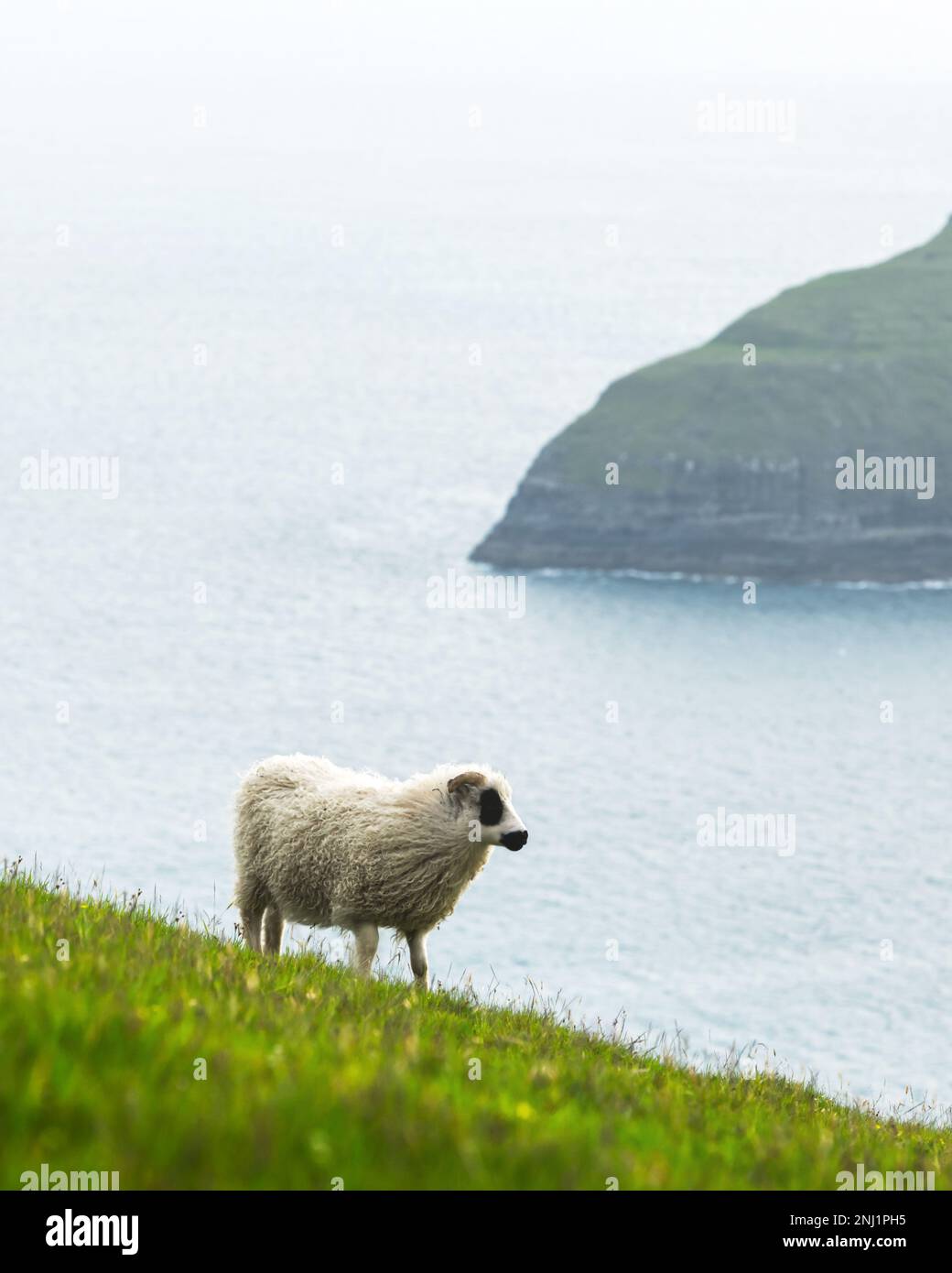 Morgenblick auf die sommerlichen Färöer mit Schafen im Vordergrund. Streymoy-Insel, Dänemark. Landschaftsfotografie Stockfoto