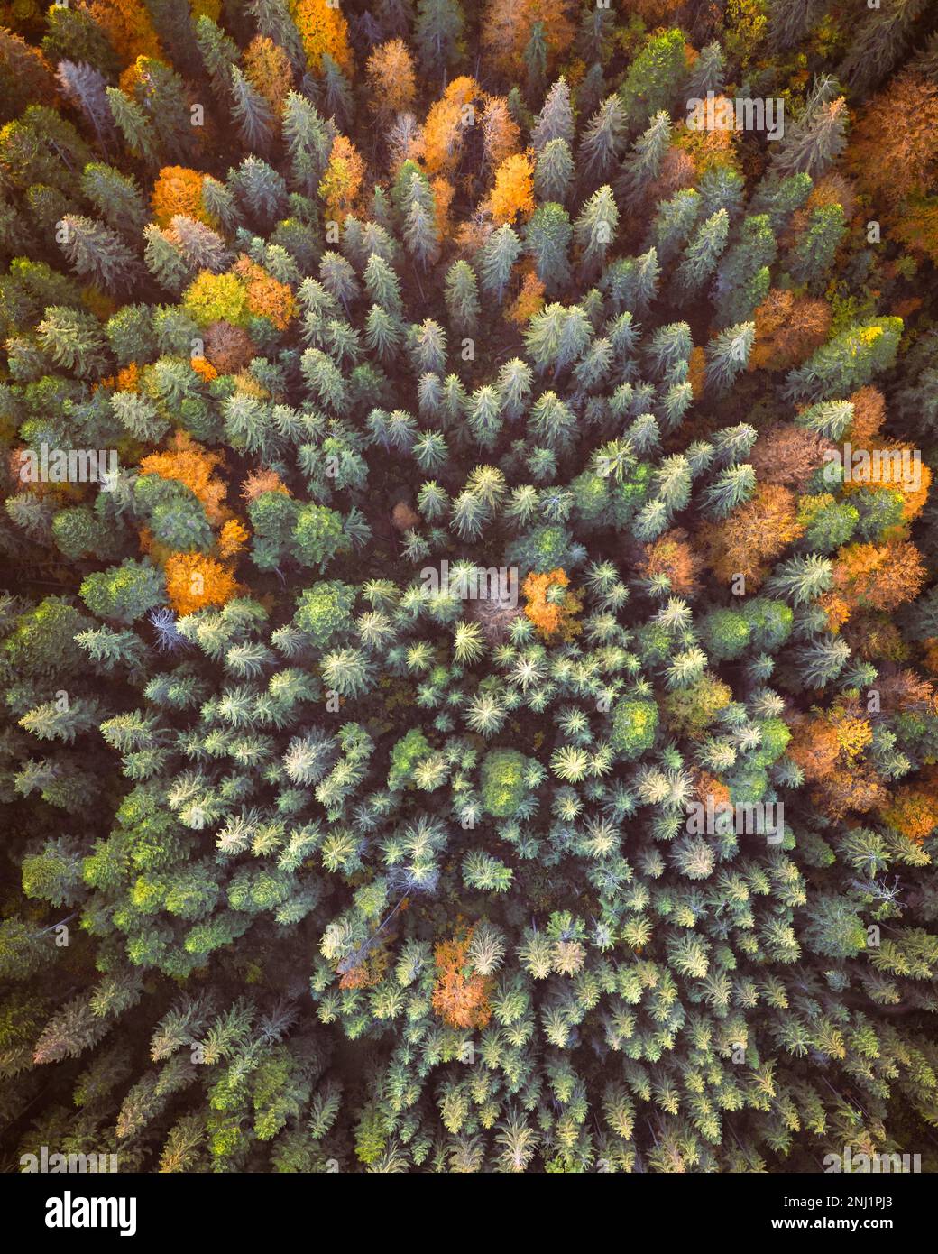 Antenne Drohne von oben nach unten anzeigen. Gelb, orange und rot Bäume im Herbst in bunten Wald. Sonnigen Tag im Herbst in den Bergen Stockfoto