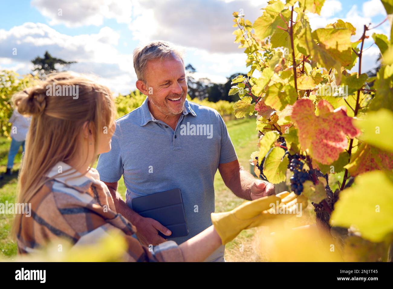 Männliche Und Weibliche Arbeiter Mit Digital Tablet Harvesting Trauben In Weingut Für Wein Stockfoto