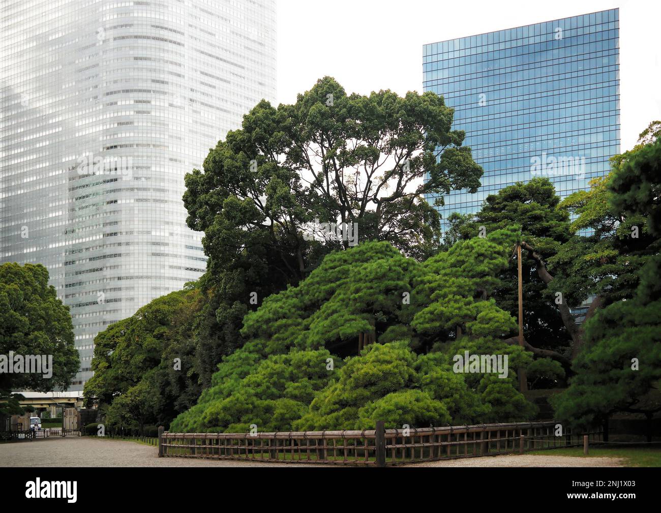 Tokio, Japan - September 2017: Moderne Wolkenkratzer, Architektur und 300 Jahre alter Pinienbaum, unterstützt durch Holzsäulen in den Tokyo Hamarikyu Gardens Stockfoto