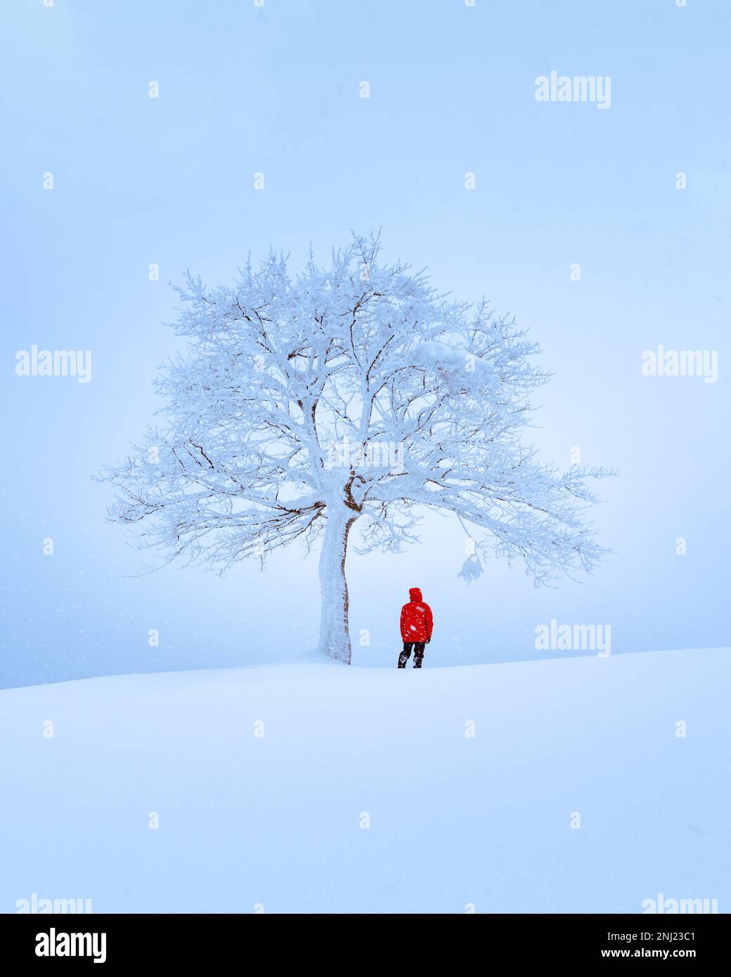 Fantastische Landschaft mit einem einsamen verschneiten Baum im Winter. Minimalistischer Szene in trüben und nebligen Wetter Stockfoto