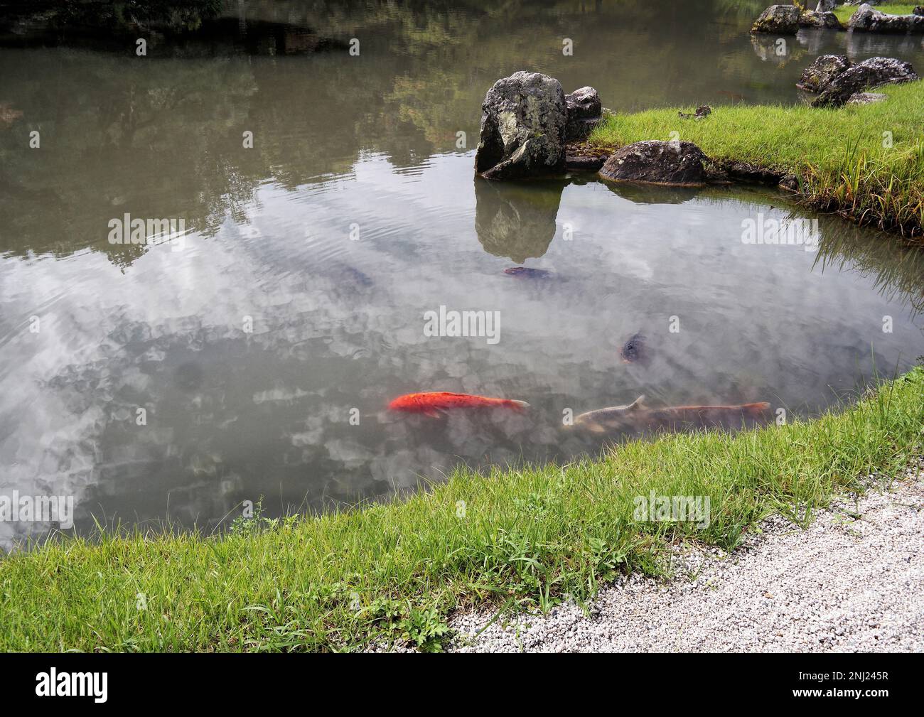 Kyoto, Japan - September 2017: Garten mit Teich vor dem Hauptpavillon Tenryu-ji Tempel in Arashiyama. Ein orangefarbener Koi-Fisch schwimmt in der Lagune von Sogenchi Stockfoto
