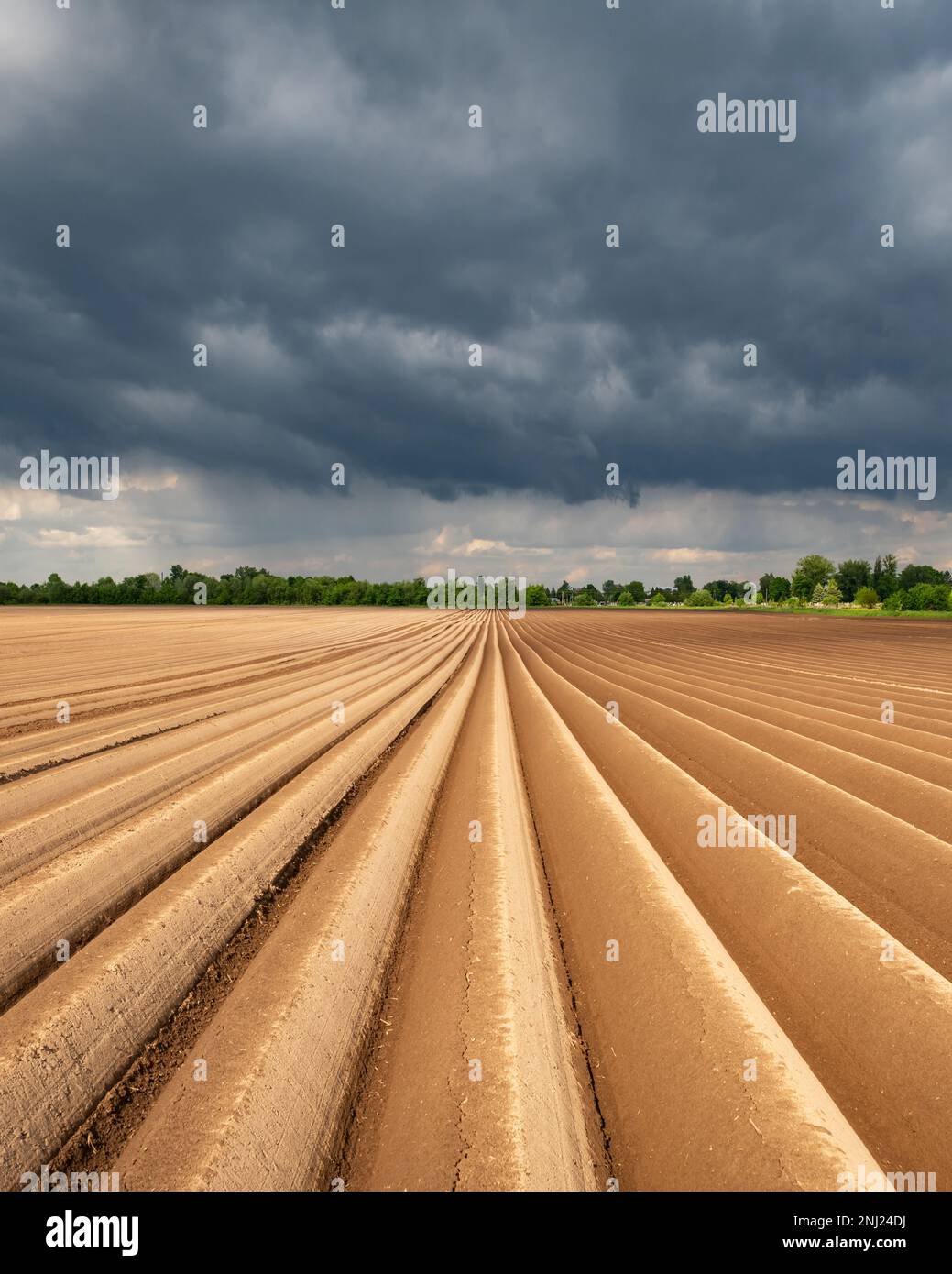 Landwirtschaftliche Feld mit geraden Reihen im Frühjahr. Kartoffeln anbauen. Regnerische dunkle Wolken im Hintergrund Stockfoto