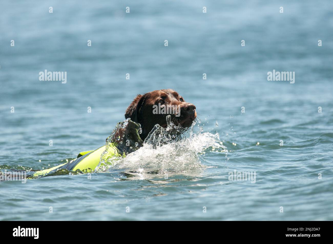 Glücklicher Hund, der im Keuka Lake schwimmt Stockfoto