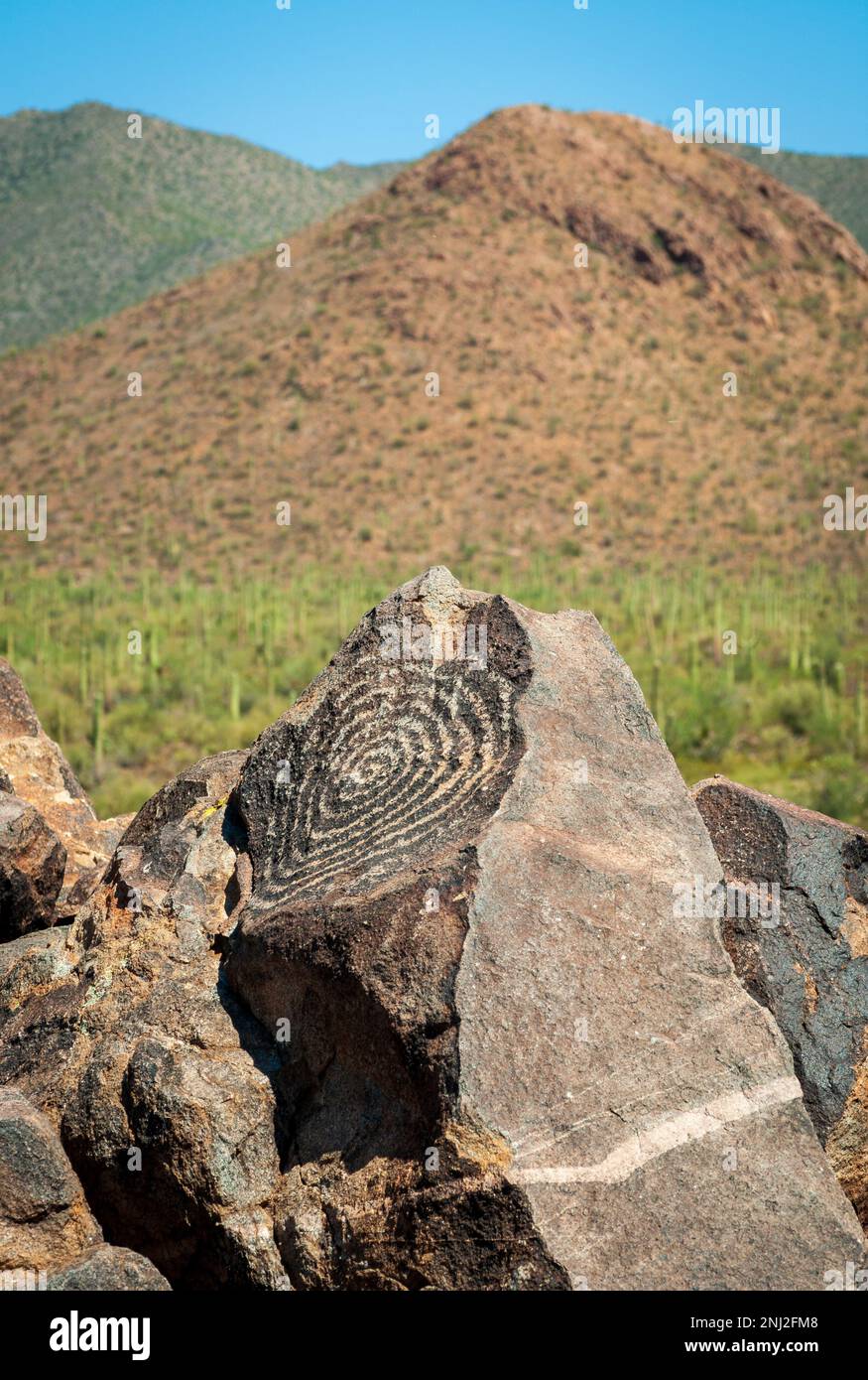 Saguaro Nationalpark in Arizona, USA Stockfoto