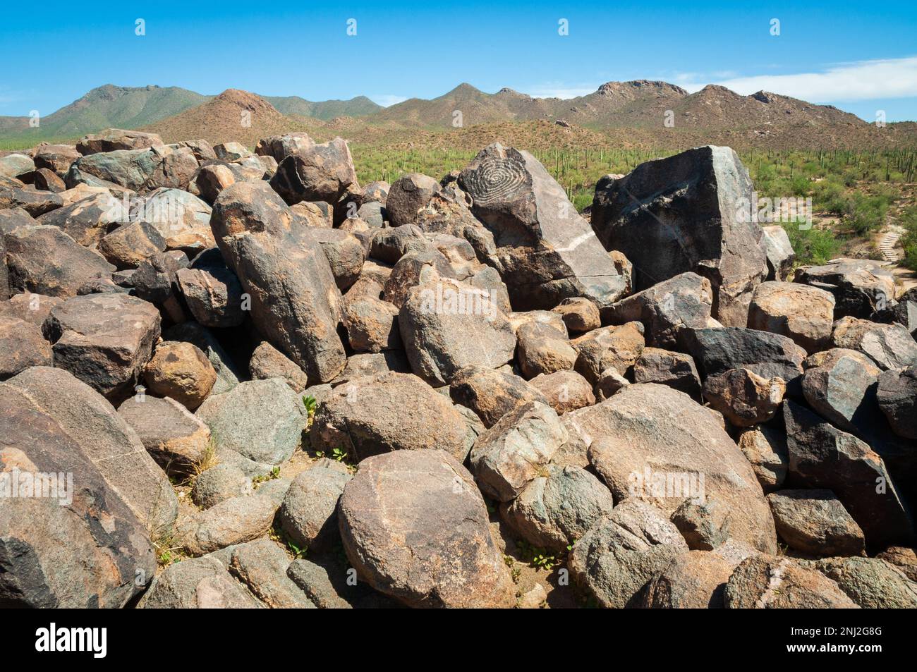 Saguaro Nationalpark in Arizona, USA Stockfoto