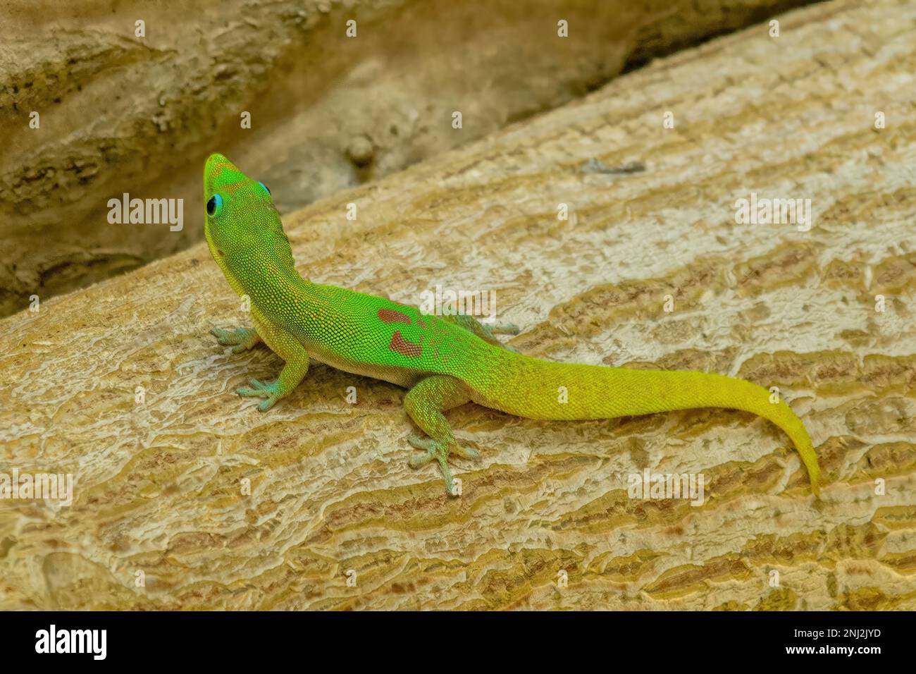 Madagaskar Day Gecko, Phelsuma madagascariensis madagascariensis auf Farquhar Island, Seychellen Stockfoto