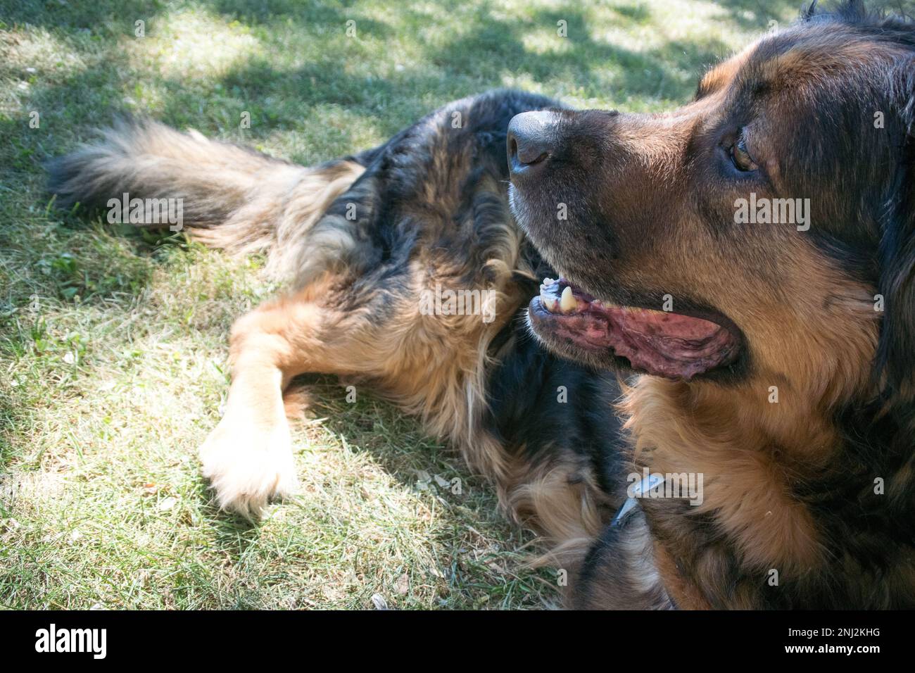 Großer Hund, der im Gras in einem Park liegt Stockfoto