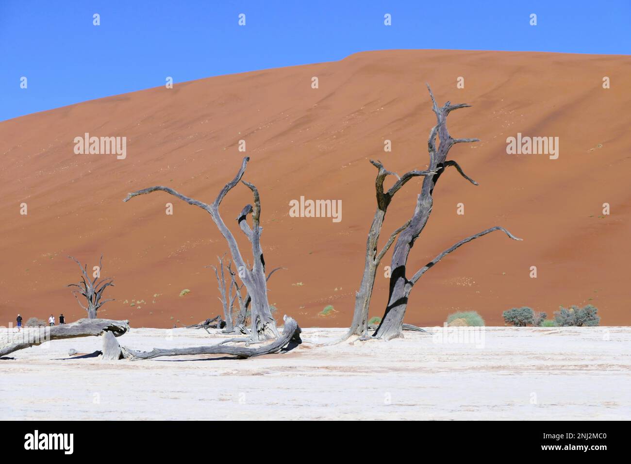 Deadvlei maßgeschneiderte Reisen in Afrika Stockfoto