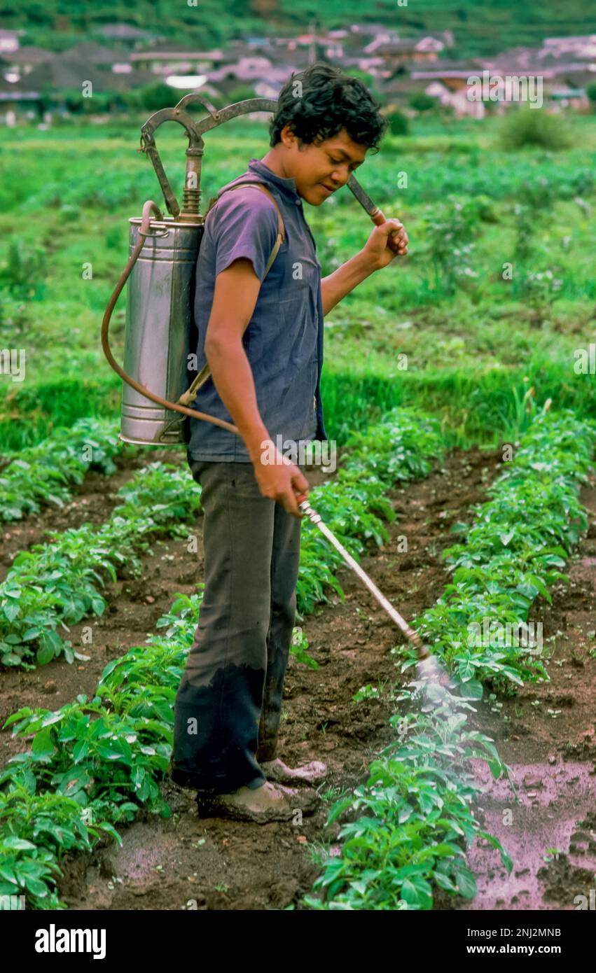 Indonesien, Java. Ein Bauer, der Herbizide auf sein Kartoffelfeld spritzt. Stockfoto