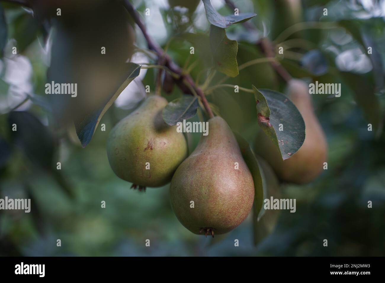 Reife Bio-Birne auf einem Birnenbaum im Garten. Sommerfrüchte. Herbsternte. Selektiver Fokus. Stockfoto