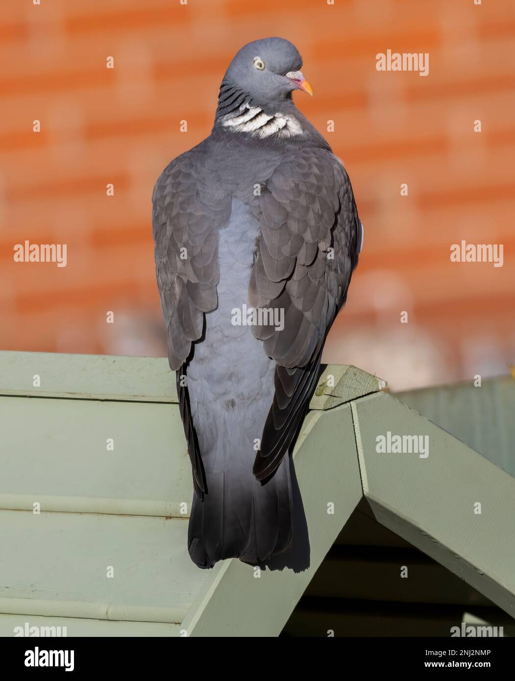 Eine Common Wood Piegen (Columba Palumbus), hoch oben auf einem Gartengebäude Stockfoto