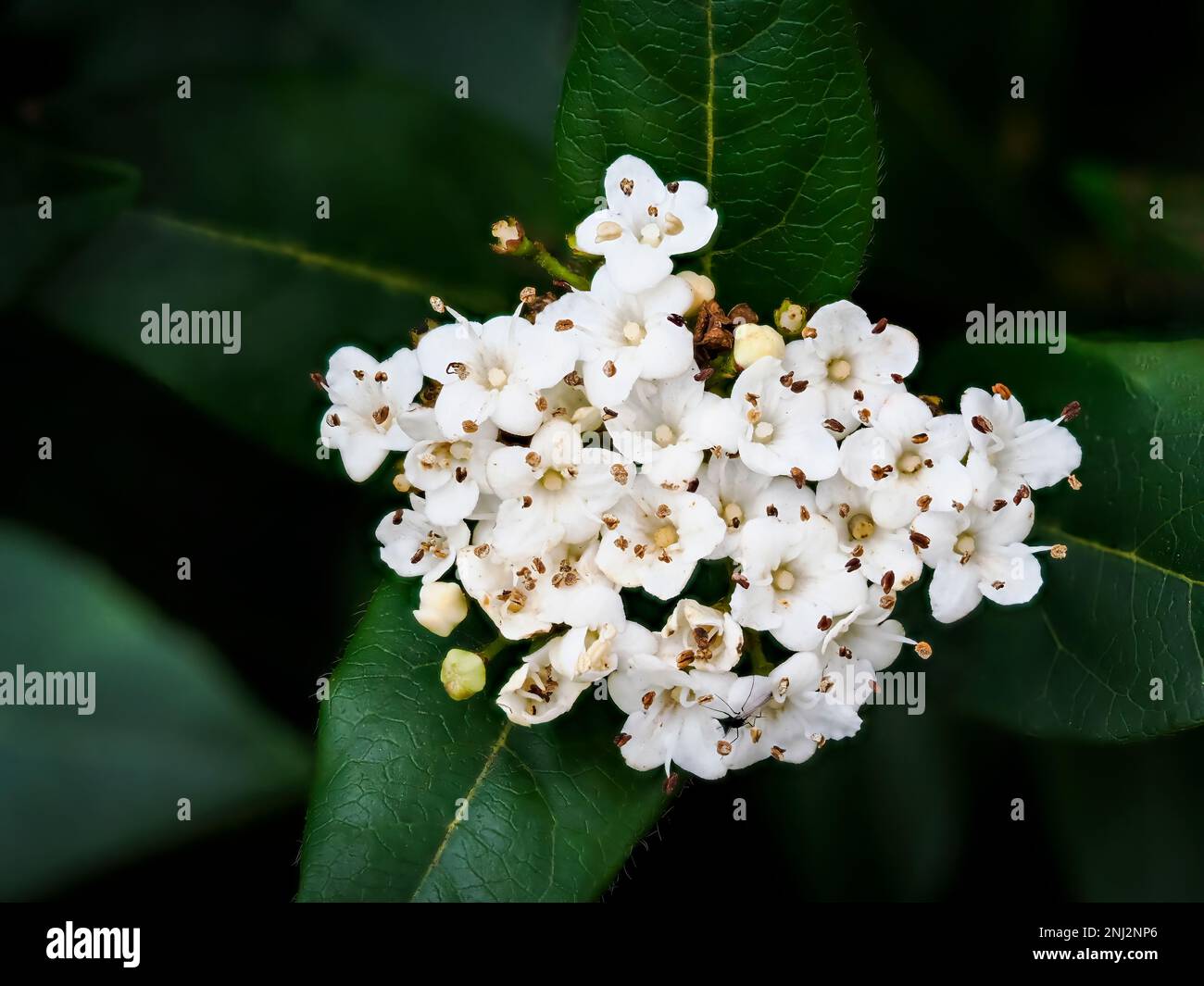 Nahaufnahme einer Gruppe Vibernum-Blumen Stockfoto