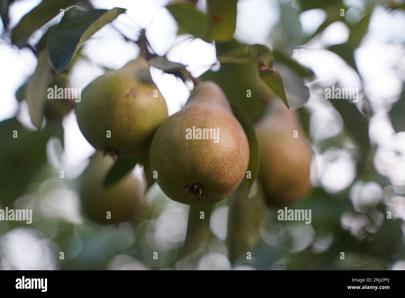 Perfekte Birne ohne GVO. Selektiver Fokus. Stockfoto