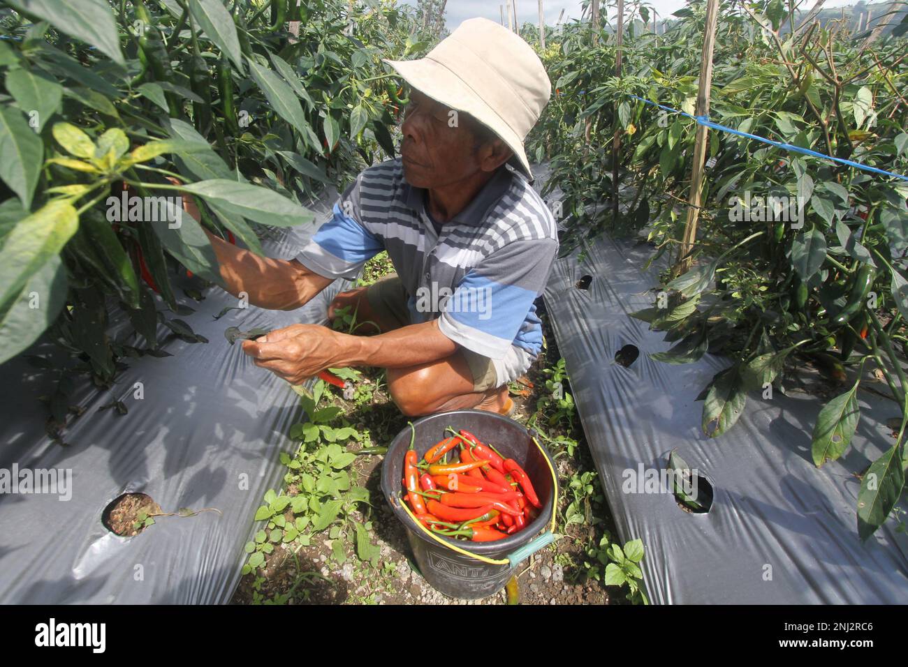 Boyolali, Indonesien. 22. Februar 2023. Ein Bauer erntet rote Chilischoten im Dorf Tlogolele in Boyolali, Zentraljava, Indonesien, 22. Februar 2023. Kredit: Bram Selo/Xinhua/Alamy Live News Stockfoto