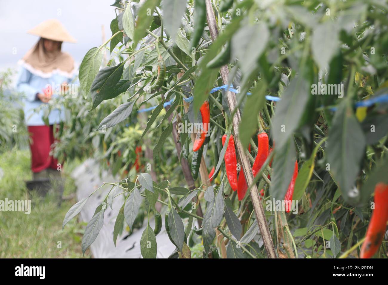 Boyolali, Indonesien. 22. Februar 2023. Ein Bauer erntet rote Chilischoten im Dorf Tlogolele in Boyolali, Zentraljava, Indonesien, 22. Februar 2023. Kredit: Bram Selo/Xinhua/Alamy Live News Stockfoto