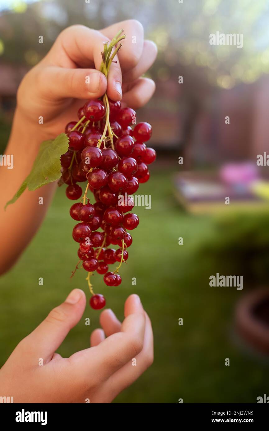 Ein Haufen rote Johannisbeeren in Kinderhänden, verschwommener Hintergrund. Kindernahrung. Umweltfreundliche und gesunde Babynahrung. Fitnessessen. Diät Stockfoto