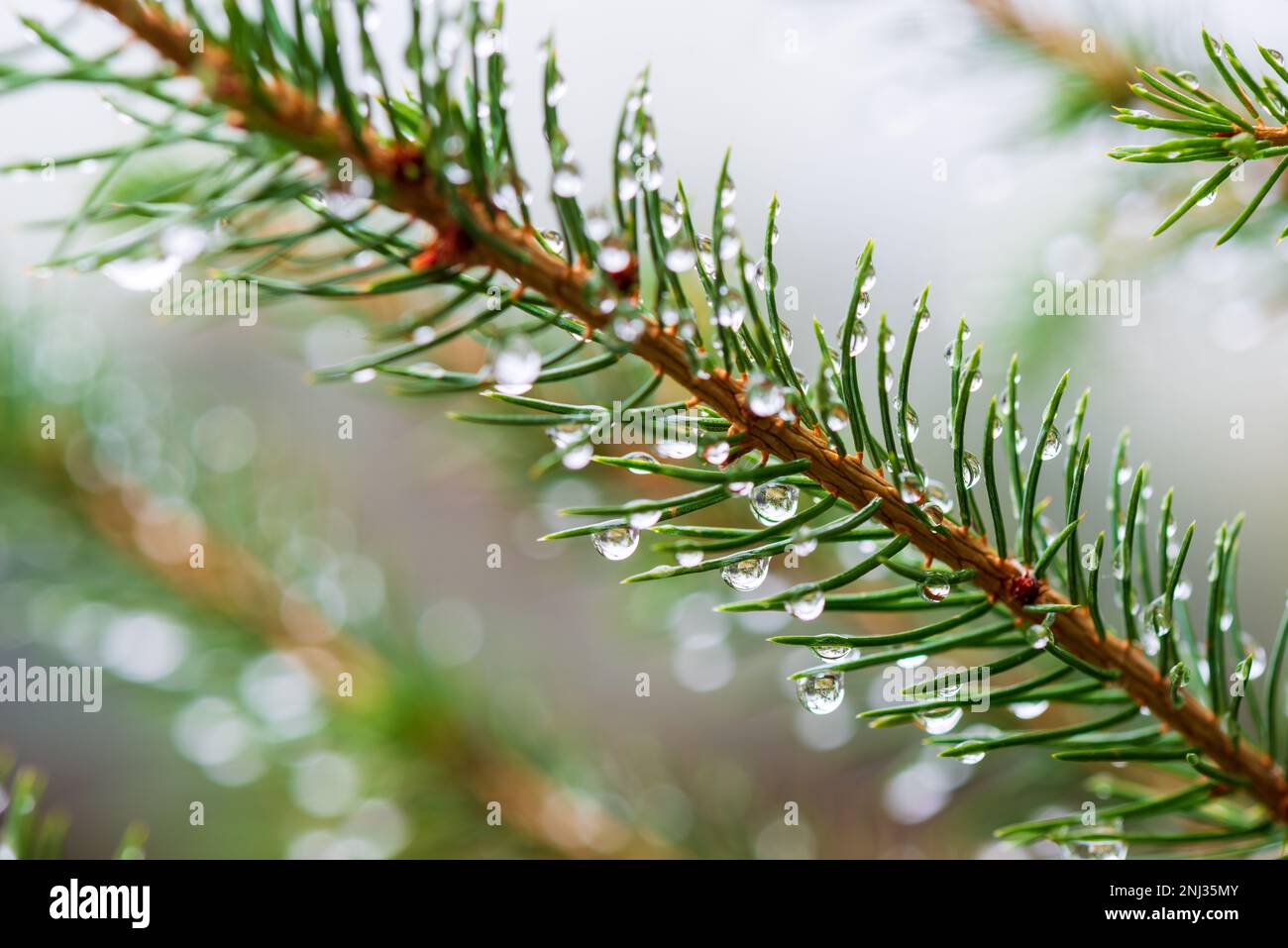 Nahaufnahme von einem Ast eines Baumes mit Regentropfen Stockfoto