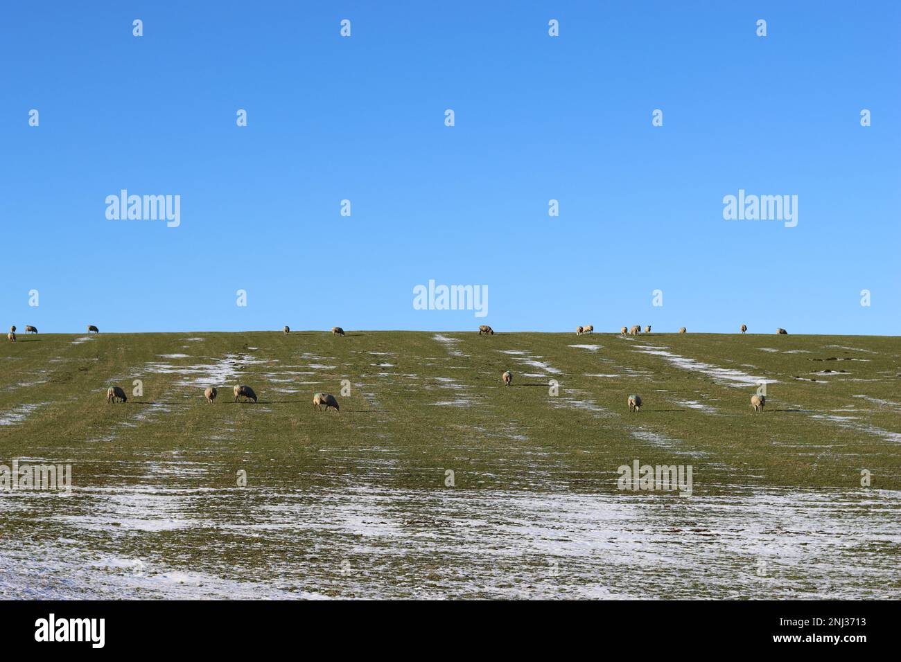 Schafe grasen auf einem schneebedeckten Feld in der Wintersonne vor einem hellblauen Himmel Stockfoto