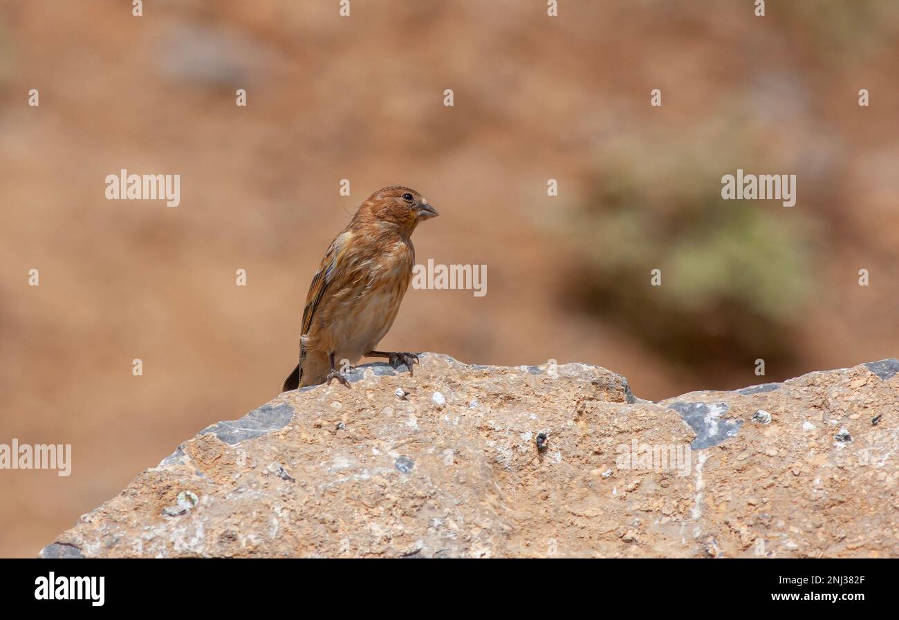 Kleine Vogelbeobachtung am Boden, Rotfront-Serin, Serinus pusillus Stockfoto
