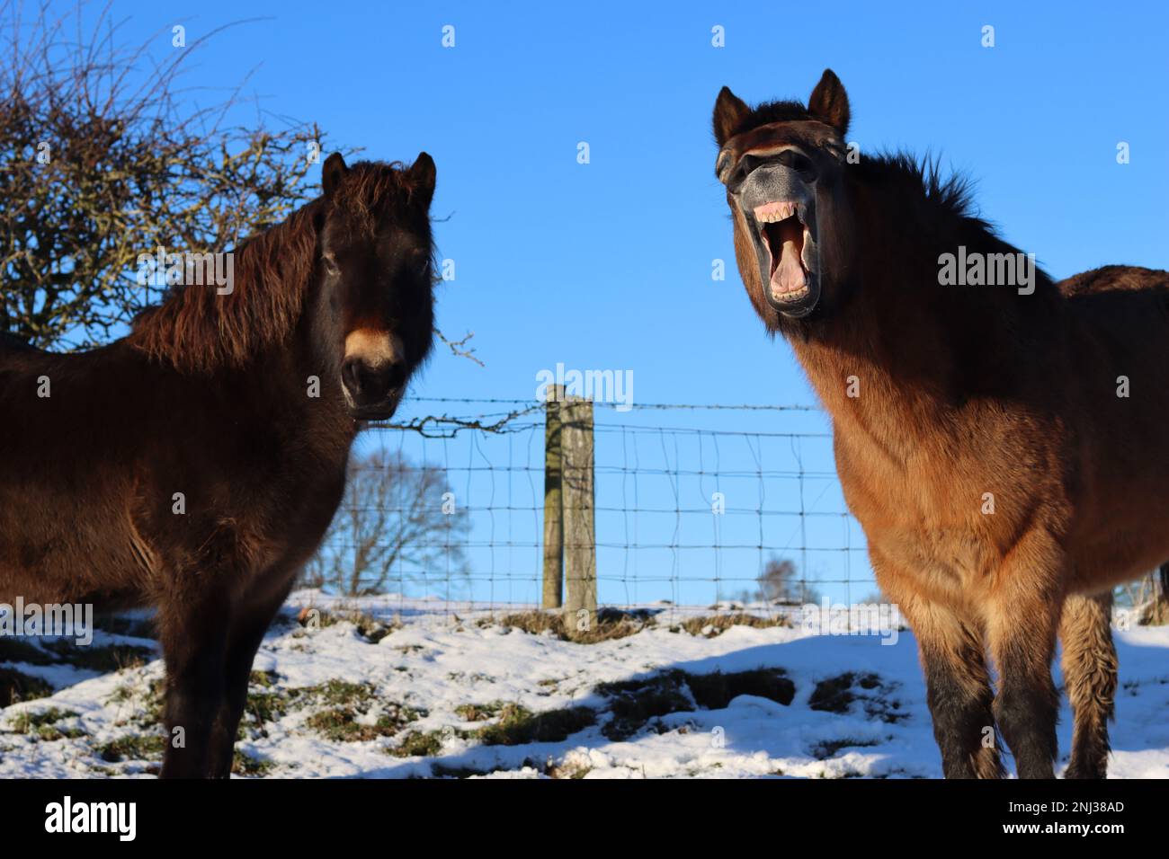 Exmoor-Pony mit einem humorvollen Gesichtsausdruck und Zähnen, steht mit einem anderen Pony im Schnee an einem sonnigen Tag Stockfoto