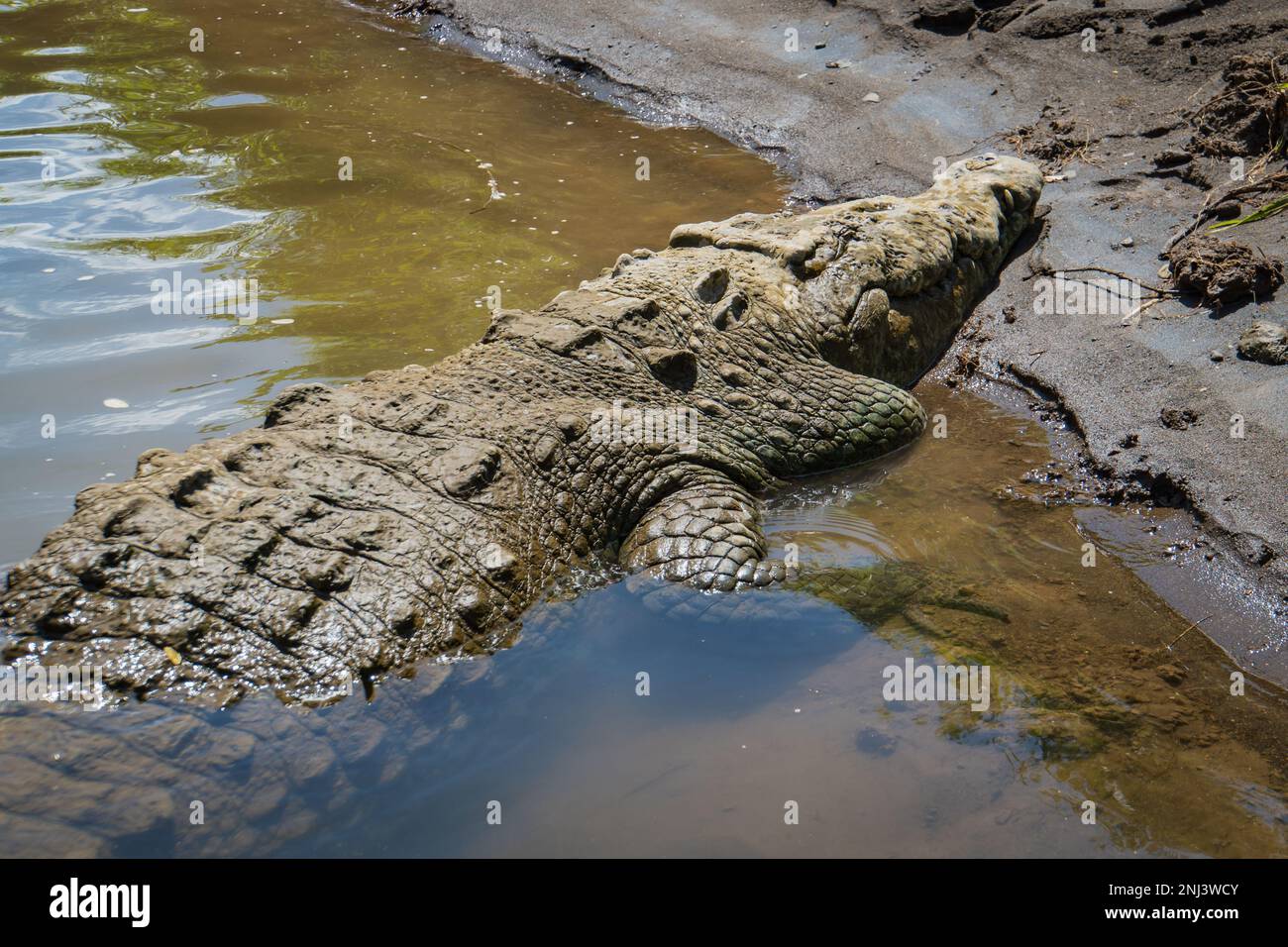 Amerikanisches Krokodil auf dem Fluss Grande Tarcoles in Costa Rica Stockfoto