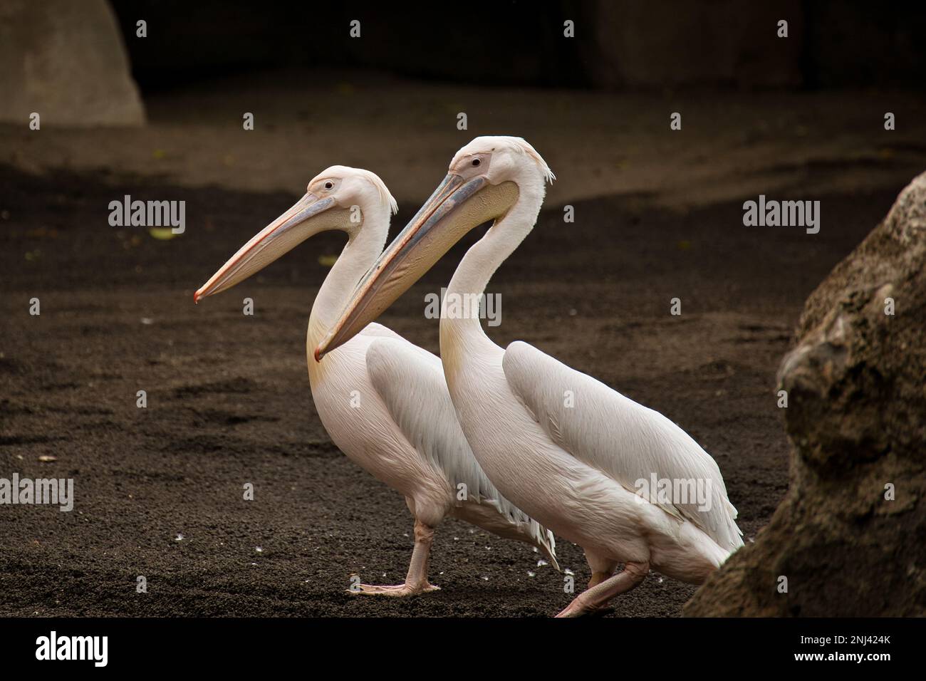 Ganzkörperaufnahme von einem Paar rosa Pelikane in sandiger Umgebung. Stockfoto