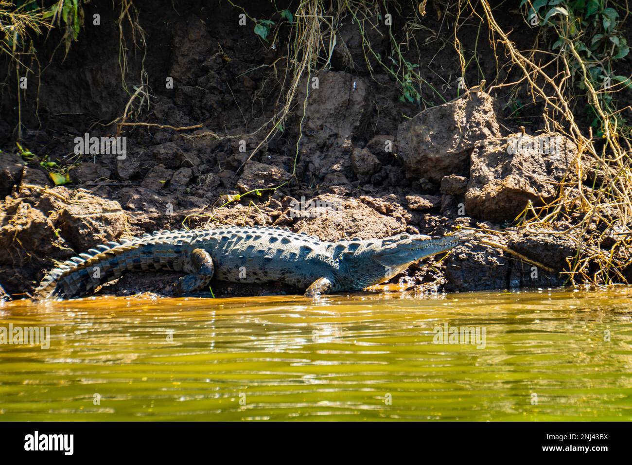 Amerikanisches Krokodil auf dem Fluss Grande Tarcoles in Costa Rica Stockfoto