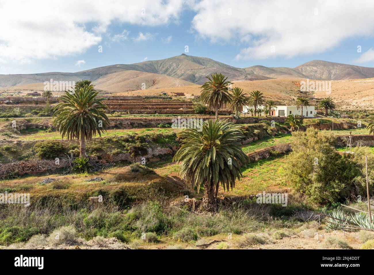 Terrassengärten in der Nähe des Valle de Santa Inés, Fuerteventura. Stockfoto