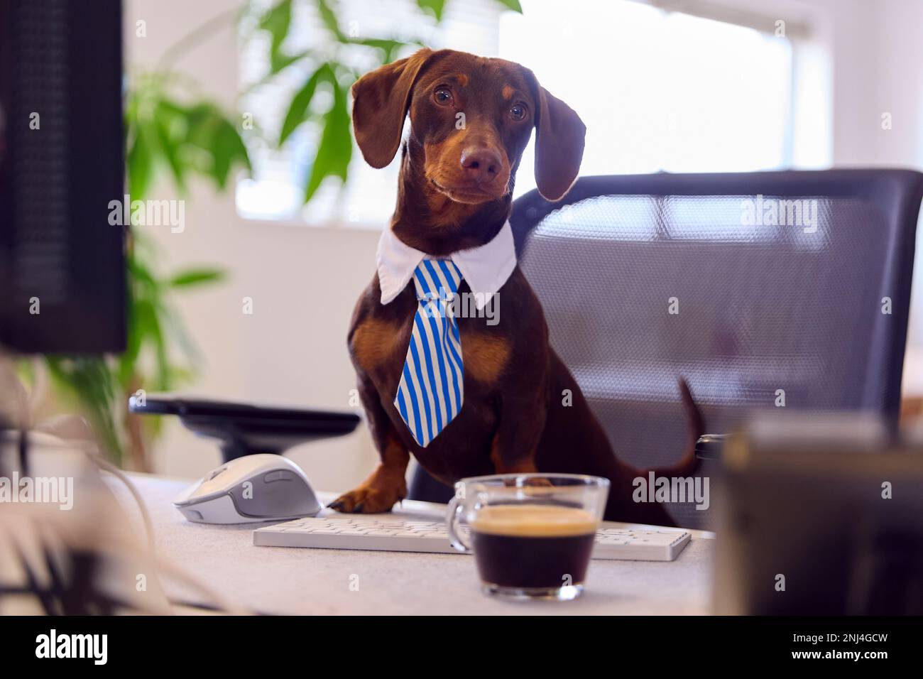 Lustige Aufnahme Des Haustier-Dachshund-Hundekleides Als Geschäftsmann Am Schreibtisch Mit Computer Und Kaffee Stockfoto