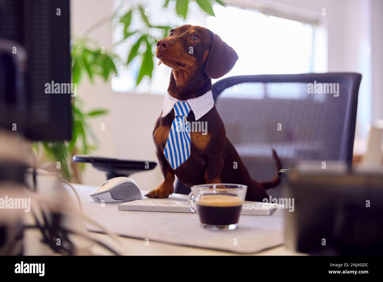 Lustige Aufnahme Des Haustier-Dachshund-Hundekleides Als Geschäftsmann Am Schreibtisch Mit Computer Und Kaffee Stockfoto