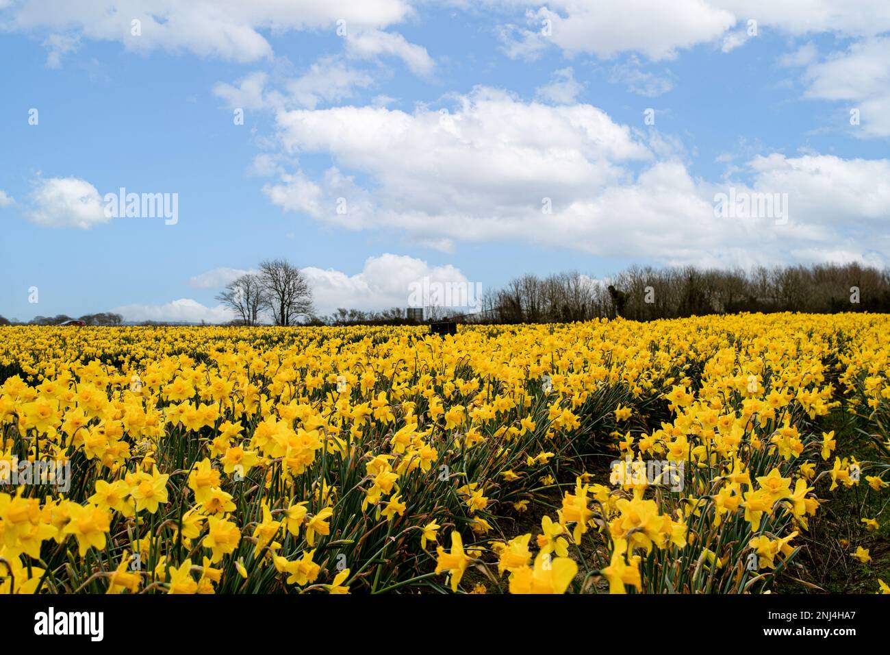 Daffodil Fields zur Feier des St. Davids Day Wales Stockfoto