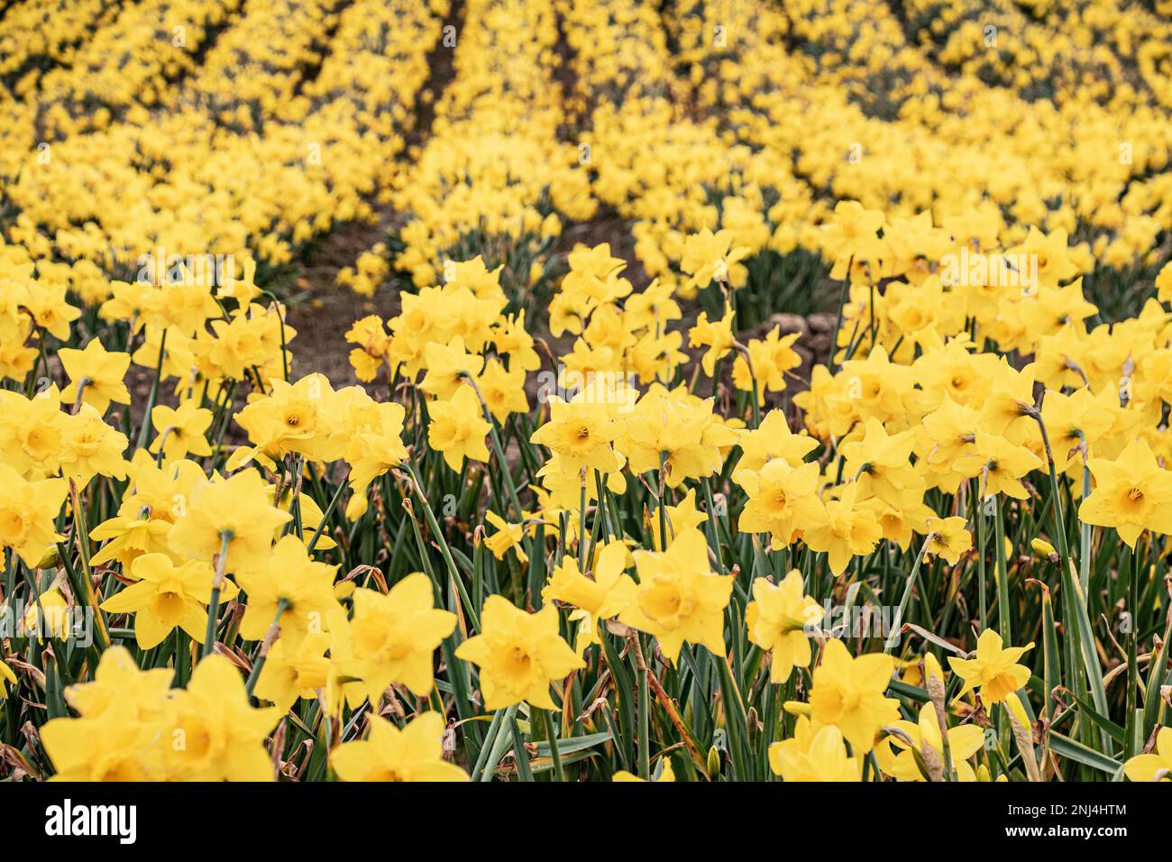Daffodil Fields zur Feier des St. Davids Day Wales Stockfoto