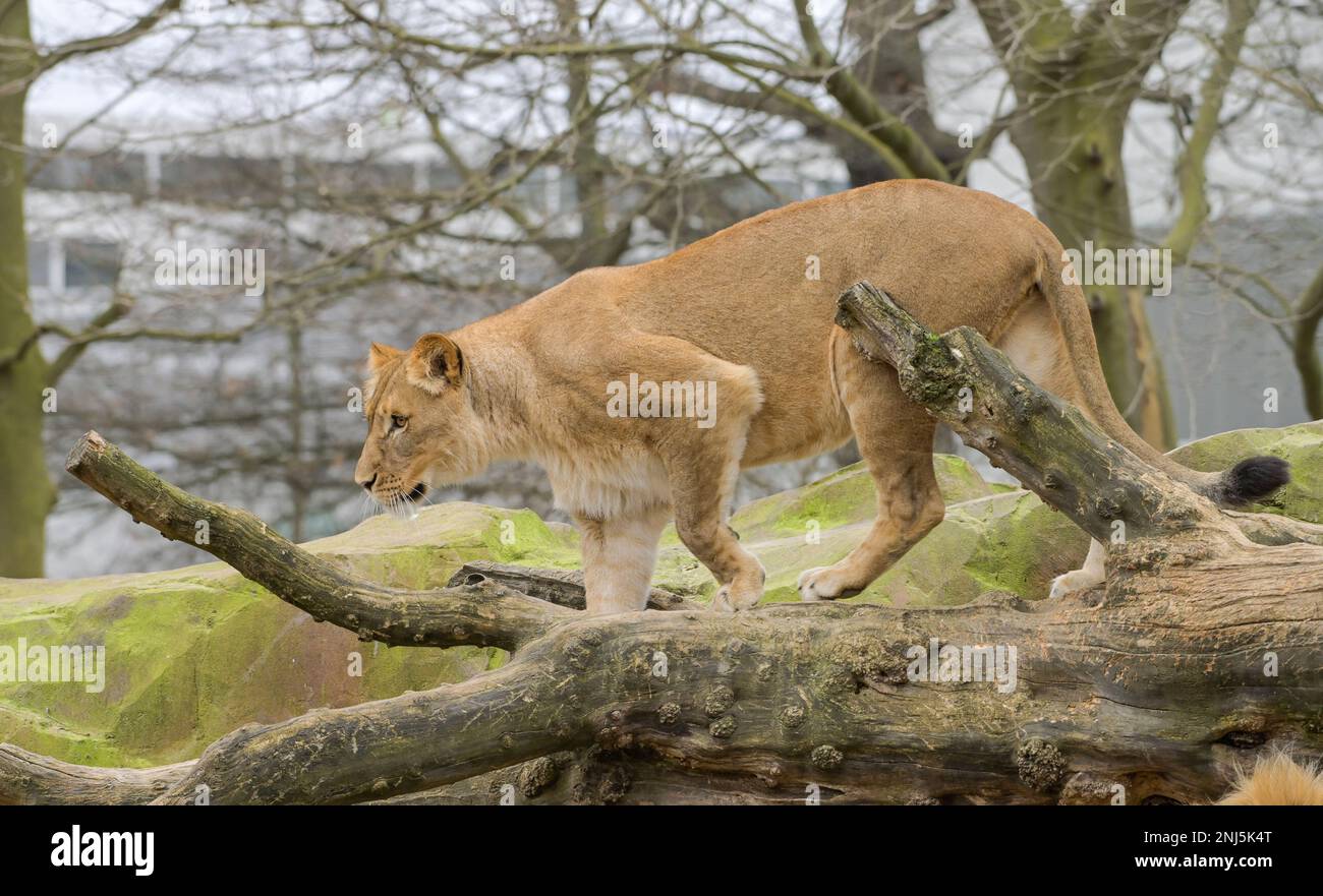 Löwin, Freigehege, 22.02.2023. Zoologischer Garten, Tiergarten, Mitte, Berlin, Deutschland Stockfoto