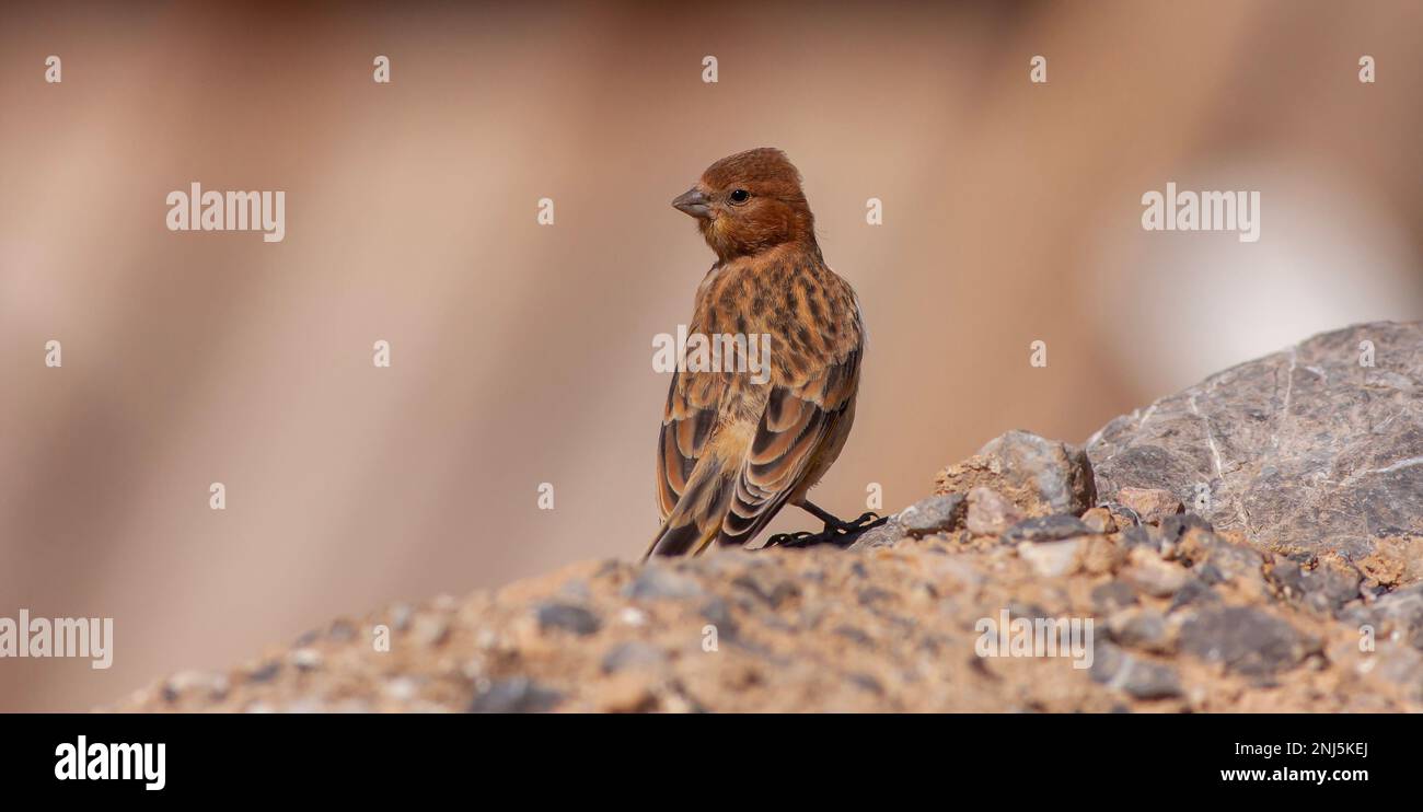 Kleine Vogelbeobachtung am Boden, Rotfront-Serin, Serinus pusillus Stockfoto