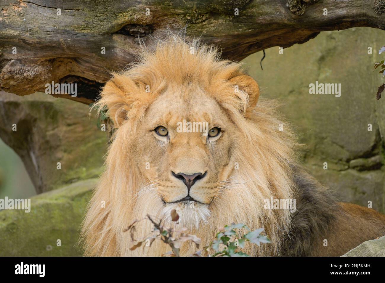 Männlicher Löwe, Freigehege, 22.02.2023. Zoologischer Garten, Tiergarten, Mitte, Berlin, Deutschland Stockfoto