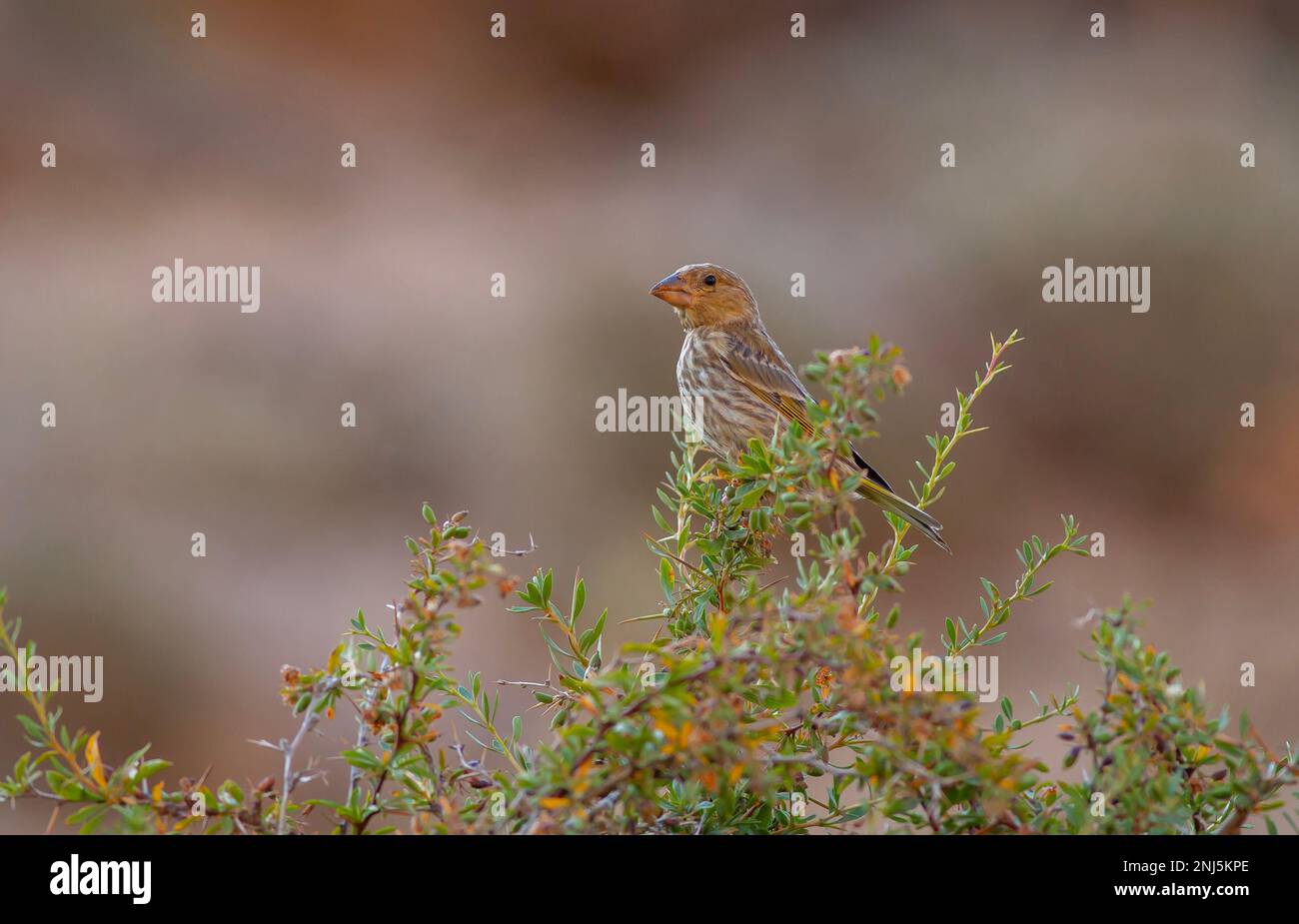 Vögel, die sich im Wald umsehen, Rotfronten-Serin, Serinus pusillus Stockfoto