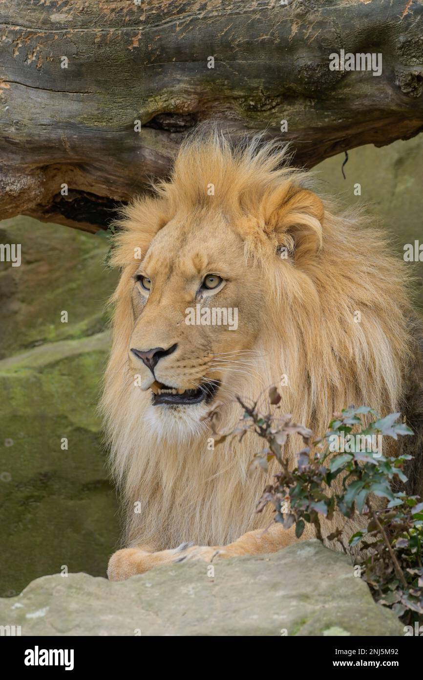 Männlicher Löwe, Freigehege, 22.02.2023. Zoologischer Garten, Tiergarten, Mitte, Berlin, Deutschland Stockfoto