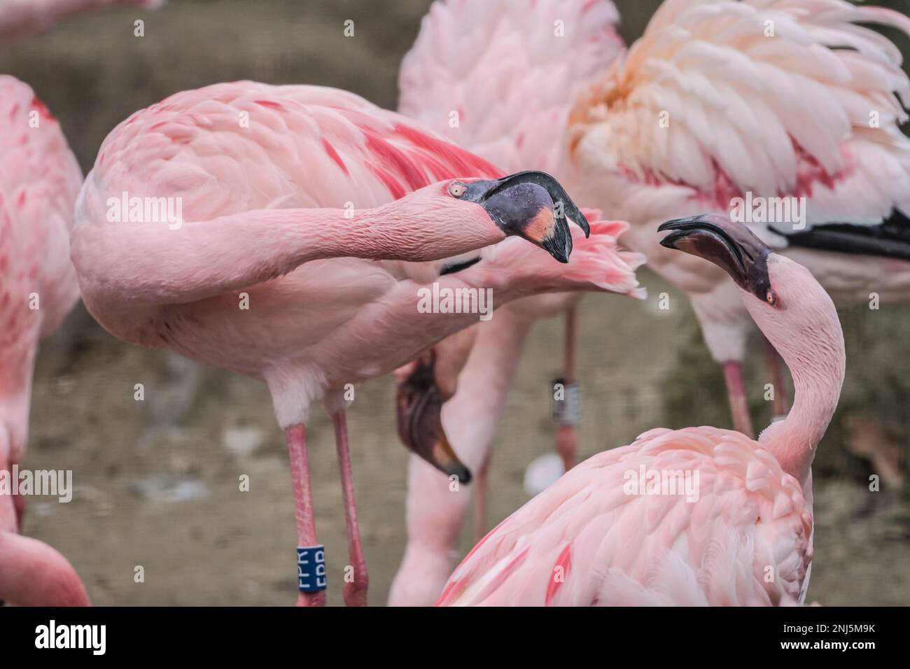 Zwei Zwergflamingos streiten. 22.02.2023. Zoologischer Garten, Tiergarten, Mitte, Berlin, Deutschland Stockfoto